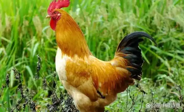 公鸡是人们日常饮食中不可缺少的食材之一,而一些品种的公鸡更是因其