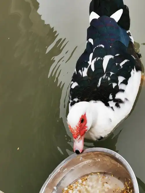 鸳鸯鸭的流浪生涯
