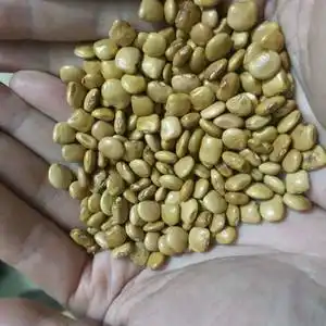 原装地瓜凉薯种子早熟高产沙葛凉薯土瓜种籽春秋四季水果蔬菜种子