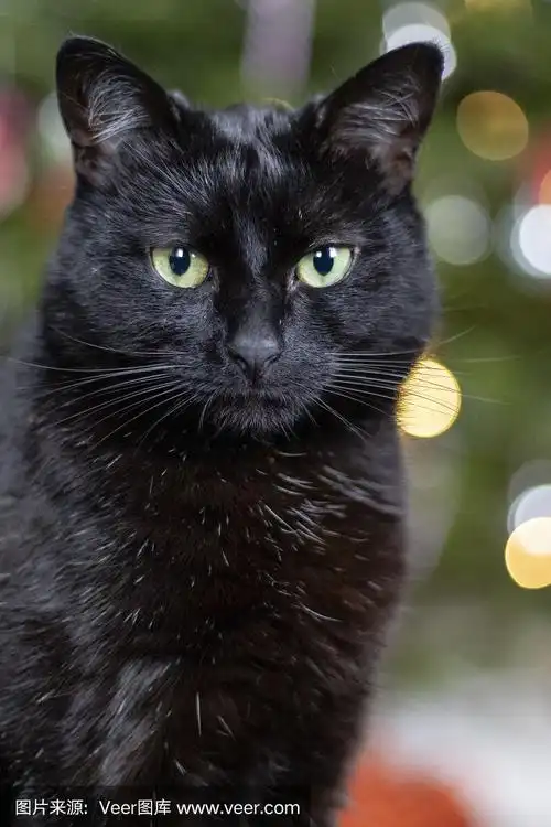 黑色孟买猫和圣诞树的背景