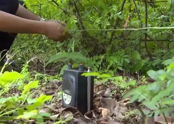 原创两名男子树林内播放鸟叫声诱捕16只二级保护动物白腹锦鸡