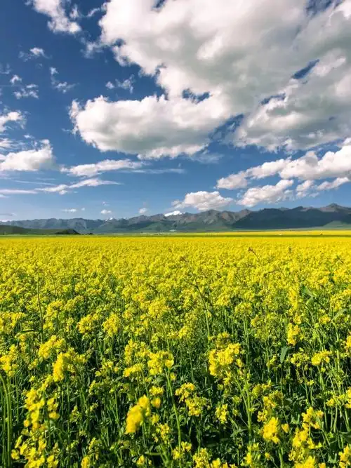 青甘大环线不可错过存在门源百里油菜花海