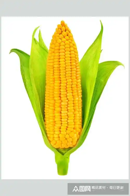 优质饱满玉米棒玉米粒食品图片