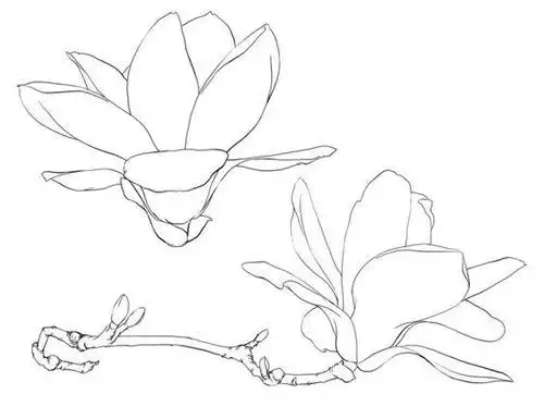 各个形态的玉兰花线稿喜欢白描的可以学习