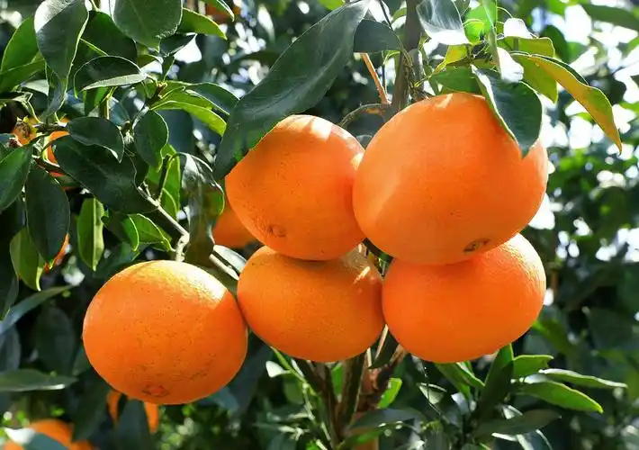 p data-id="gnco1d38fp">红美人(学名: i>c