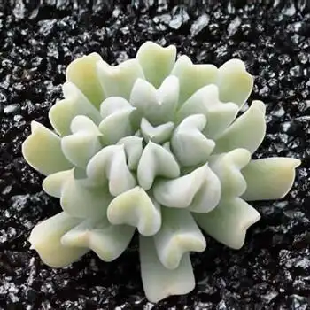 多肉植物室内组合盆栽带盆肉肉丘比特办公桌新款绿植特玉莲5公分左右