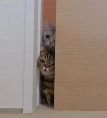 猫咪因为偷吃肉被铲屎官责骂,结果其它猫都趴门缝里看热闹