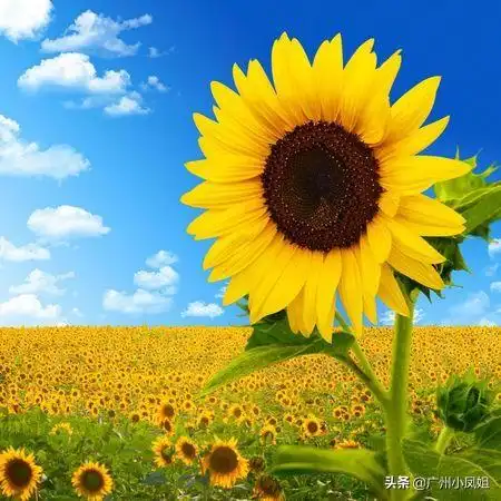 形容日出的唯美句子看日出发朋友圈的精美句子