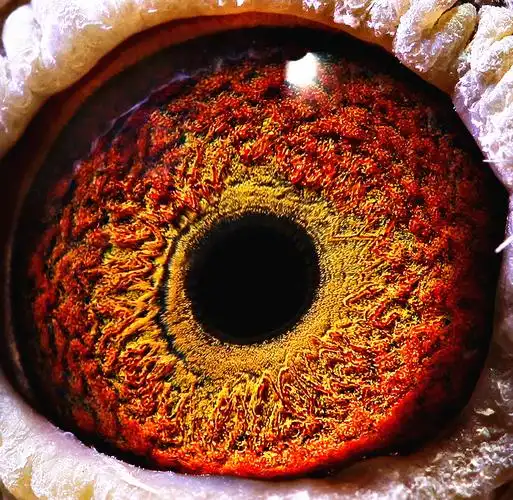 >> 查看拍卖商品