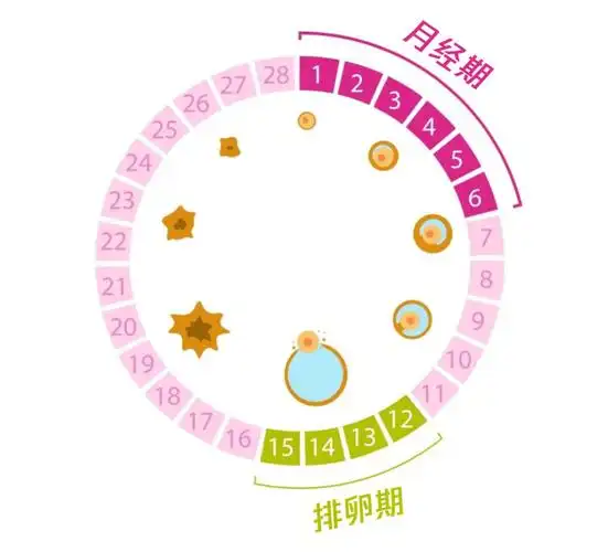 排卵期一般发生在月经周期的第13-20天(就是从月经第一天起)[1]