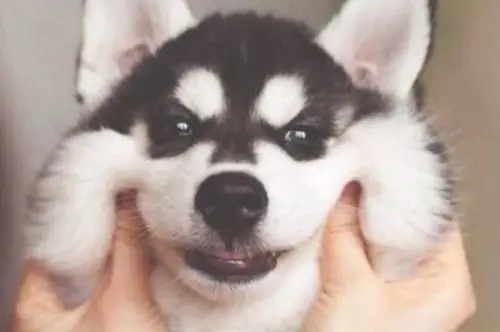 但这并不是说这两种脸型最漂亮,十字脸的哈士奇也有很多人喜欢