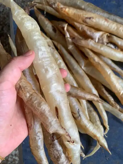 海钓青鳗鱼胶25条03斤