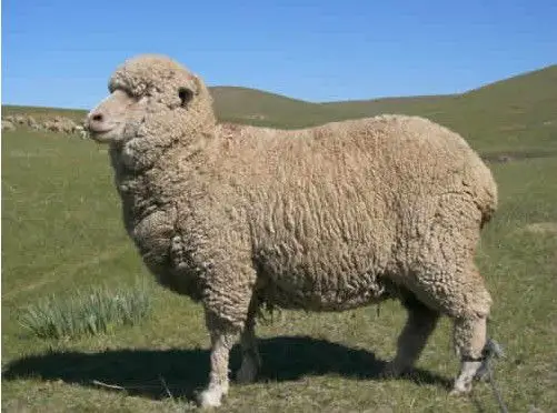 中国美利奴羊 (动物)