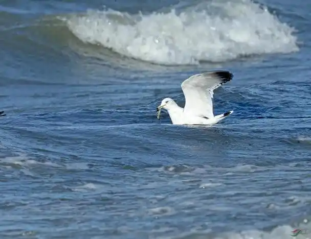 wb叶芝诗歌五首