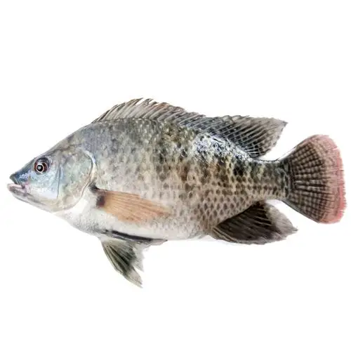 非洲鲫(罗非鱼) 1条