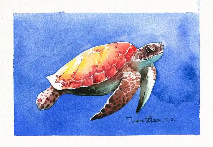 水彩海洋动物系列