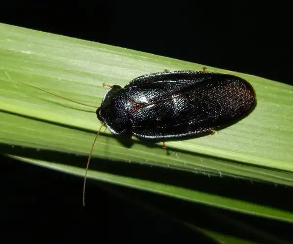 蜚蠊目blattodea