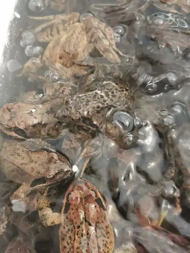 东北林蛙公长白长白山山公蛤蟆活体雪蛤24只左右其它雪蛤制品