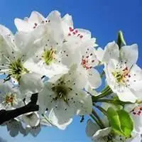 微信头像梨花含义_微信头像图片大全