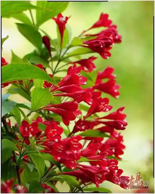 宅居拍花红王子锦带