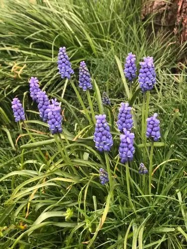 雪光花串铃花—那些春天里的小蓝花