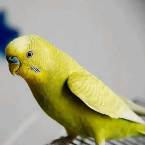 店铺推荐包下蛋虎皮鹦鹉活鸟幼鸟鸟笼活体鸟类活宠物鸟手养鹦鹉小鸟