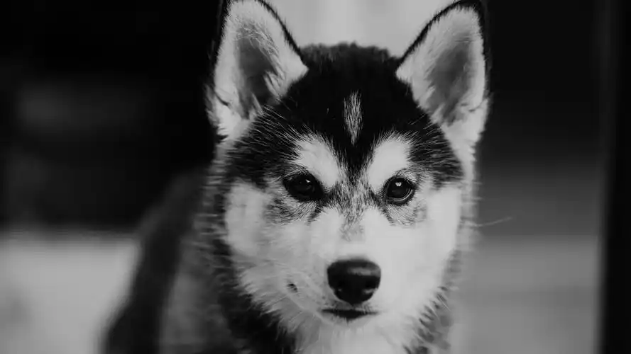 安装元气桌面,海量壁纸一键设置尺寸:3840x2160体积:3.