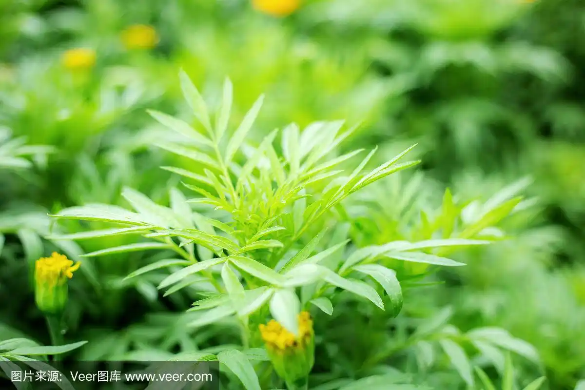 万寿菊,叶子,公园,草坪,清新