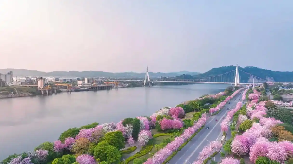 柳州的紫荆花开了.