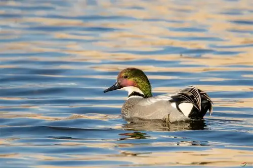 60米拍摄罗纹鸭