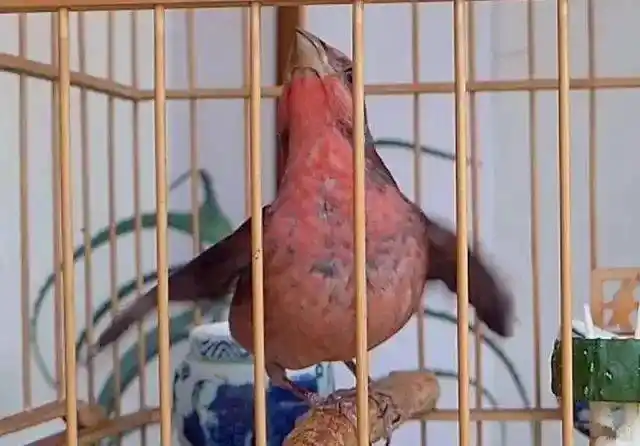 鸟友汇红麻料鸟边舞边唱