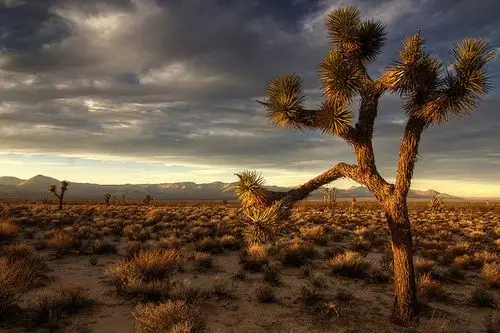 joshua tree at sunset 30 beautiful examples of sunrise