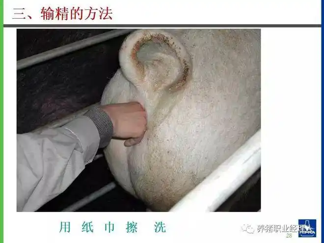 技术控|猪的人工授精(ai)详图_网易订阅