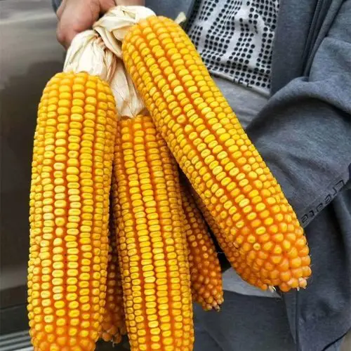 玉米大棒沈玉大田种植杂交种籽耐高温高产大穗家庭园艺种子