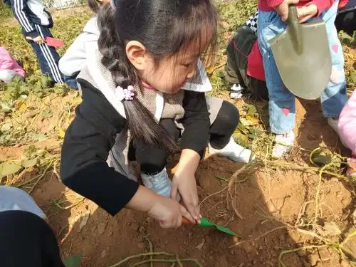 写美篇这次的秋收活动,我们收获了满满的地瓜和满满的开心,虽然小朋友