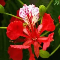 好看的花朵头像,火红凤凰花图片头像大全,凤凰木(学名:delonix regia)