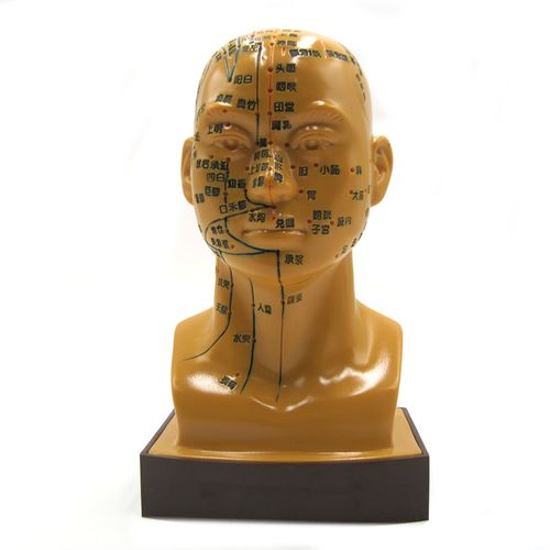 经络人体模型 头部针灸模型头模带穴位全脸面部穴位假头部中医穴位