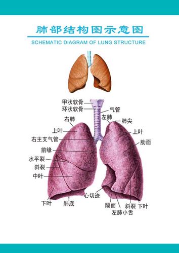 m769医院挂图人体五大器官肺部结构图示意图1648海报定制印制展板