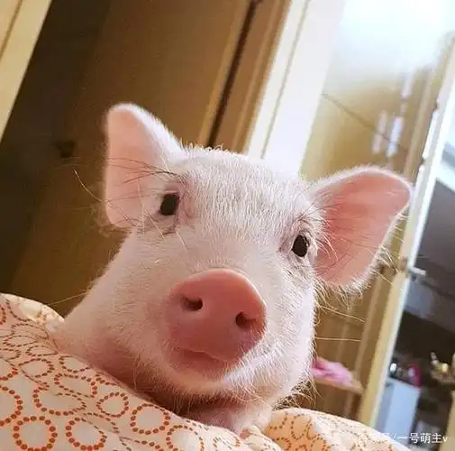 美女网红在家养猪,相处方式神似情侣,网友:不知该羡慕谁!