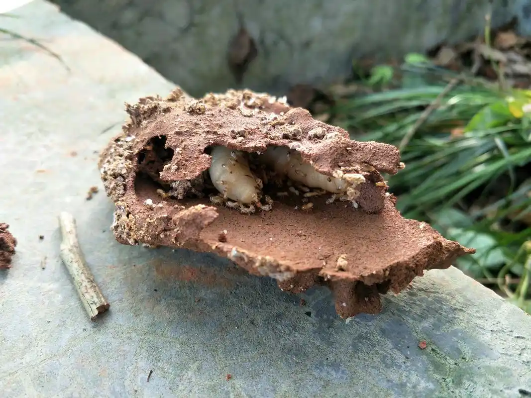 来,给你看看蚁王蚁后