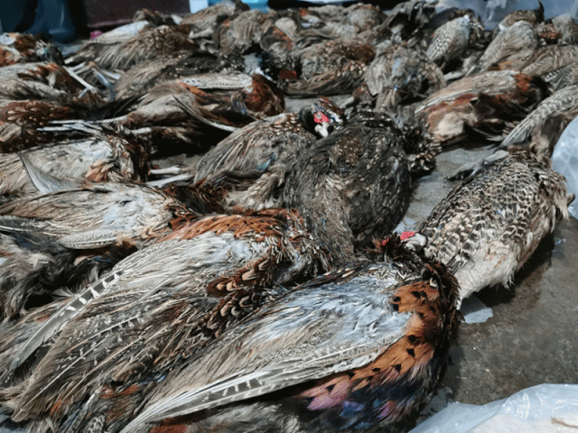 森林公安局接群众匿名举报称 古宋镇下桥一出租房内有人贩卖野生动物