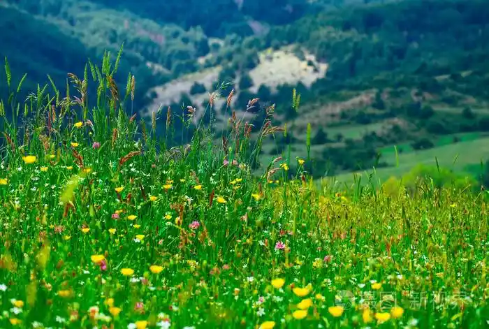一种高山野花在田野上自然的农村夏季背景乡村花卉背景