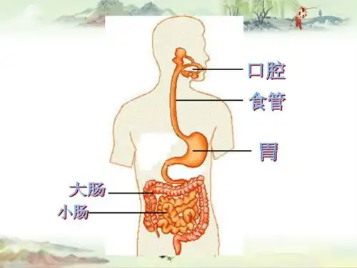 5【食物在体内的旅行】 7[教科小学科学精品资源] .pdf 5页