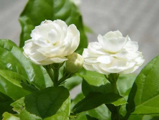 多瓣茉莉 —叶对生,阔卵形,全缘,网状脉,叶色浓绿,叶质较厚且富有