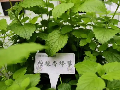 花展将展示包括香妃草,五色梅,银香菊,柠檬香茅,美国薄荷,柠檬香蜂草
