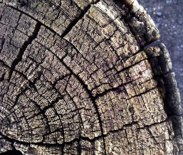 小尼陀:《朽木亦可雕也》