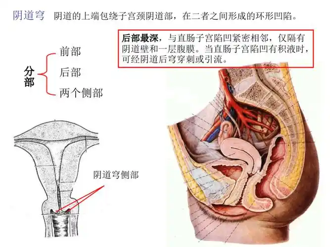 关于女人泌尿系统的解剖介绍