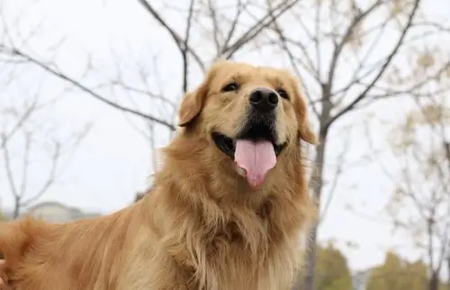 wuli帅气的默默**#金毛 - 堆糖,美图壁纸兴趣社区