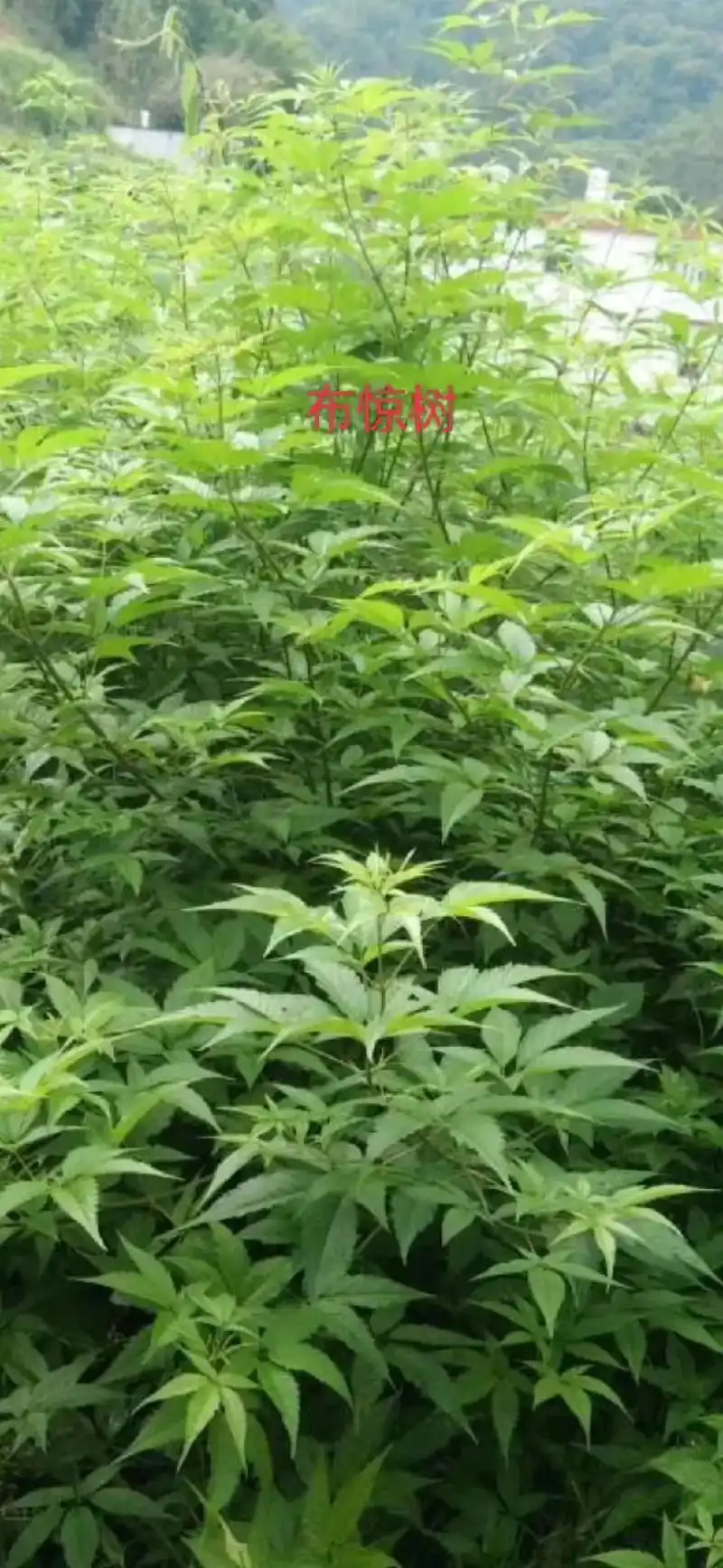 黄荊树,别名布惊树,晒干烧成灰,煮水过滤泡糯米包粽子,是我们 - 抖音