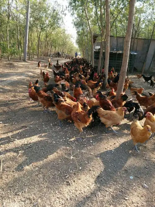 林下散养土鸡,玉米和地瓜秧粉喂养,林下刨虫吃草,槐树林的除草专家